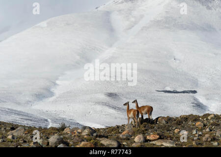 Guanacos (Lama guanicoe) on a ridge in front of snow-capped mountains, Torres del Paine National Park, Chilean Patagonia, Chile Stock Photo