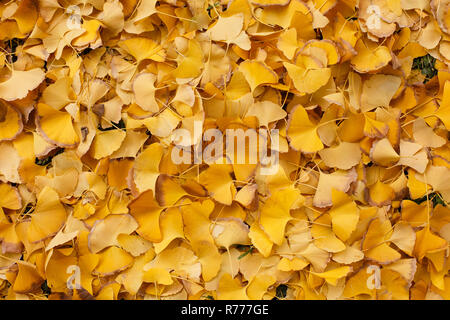 The ground is covered with golden gingko leaves Stock Photo