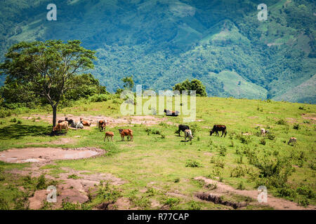 cow mountain / landscape cows grazing on hills meadow tree and mud pond on mountain in north of thailand asia Stock Photo