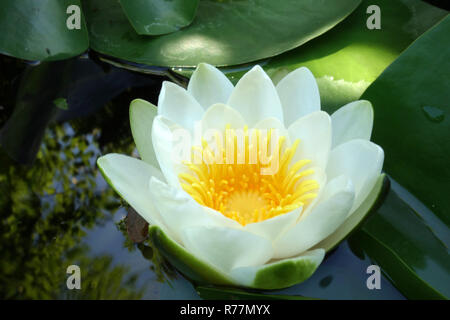 white water lily,nymphaea alba Stock Photo