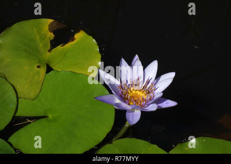 blue nile water lily Stock Photo