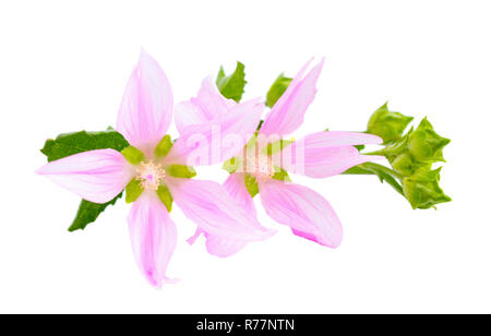 Flowers Althaea (genus) isolated on white background. Stock Photo