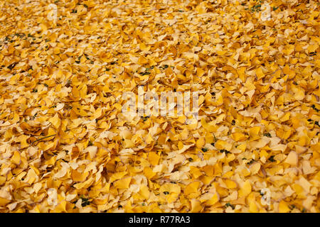 The ground is covered with golden gingko leaves Stock Photo