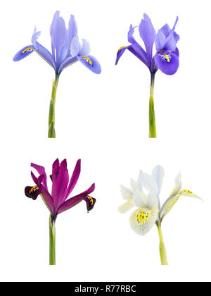 Iris (Iridodictyum) Isolated on white background. Stock Photo