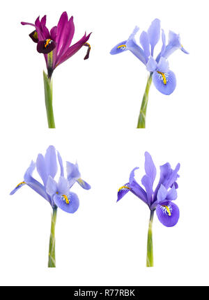 Iris (Iridodictyum) Isolated on white background. Stock Photo