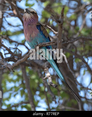 Lilac-breasted roller perched on a tree branch Stock Photo