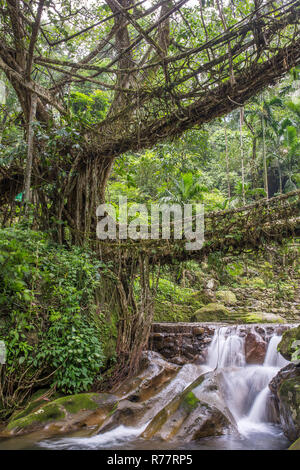 Famous Double Decker living roots bridge near Nongriat village, Cherrapunjee, Meghalaya, India. This bridge is formed by training tree roots over year Stock Photo