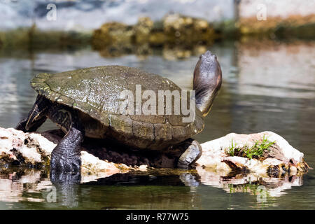 Cuban slider (Trachemys decussata), turtle native to Cuba - Peninsula de Zapata National Park / Zapata Swamp, Cuba Stock Photo