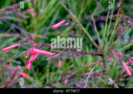 Russelia equisetiformis, known as fountainbush Stock Photo