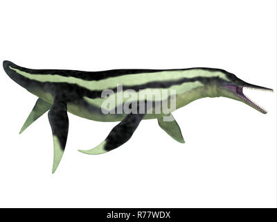 Dolichorhynchops Plesiosaur on White Stock Photo