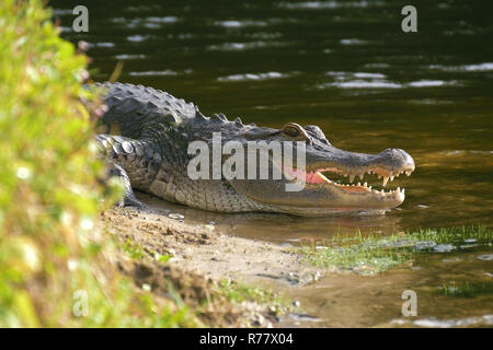 Alligator laying near a pond with its mouth open. Stock Photo