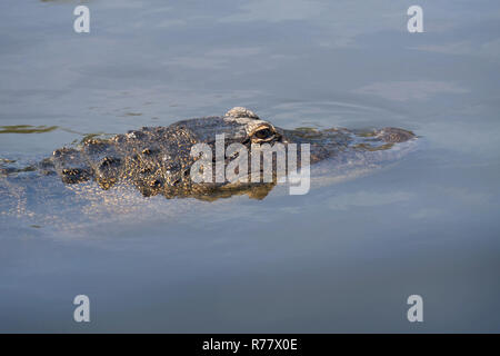 Single crocodile floating in water. Stock Photo