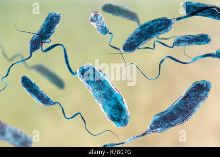 Cholera bacteria (Vibrio cholerae), computer illustration. Stock Photo