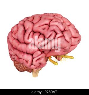 3d rendered illustration of the human brain anatomy Stock Photo - Alamy