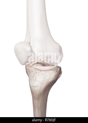 3d Rendered Illustration Of The Human Knee Stock Photo - Alamy