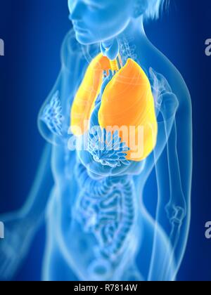 3d rendered illustration of female lung. Stock Photo