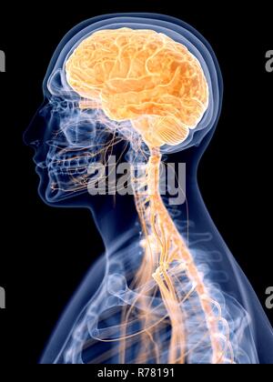 3d rendered illustration of the male anatomy Stock Photo - Alamy