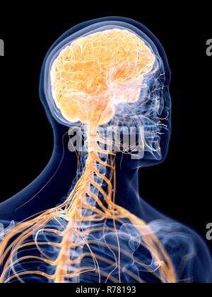3d rendered illustration - human brain Stock Photo - Alamy