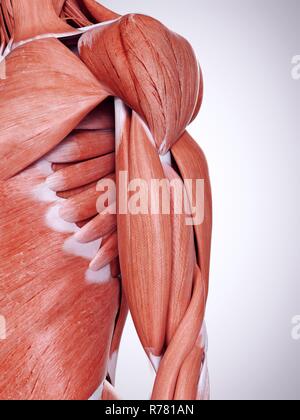 3d rendered illustration of the upper arm muscles. Stock Photo