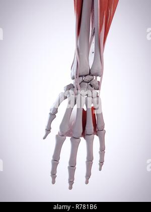 3d rendered illustration of the hand anatomy. Stock Photo