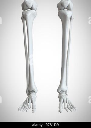 3d rendered illustration - foot anatomy Stock Photo - Alamy