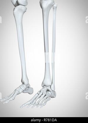 The Leg and Foot Bones: Anatomy and 3D Illustrations