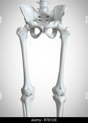 3d rendered illustration of the upper leg bones. Stock Photo