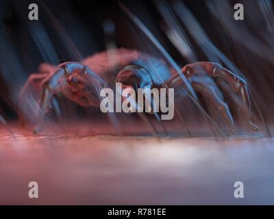 3d rendered illustration of a tick on human skin. Stock Photo