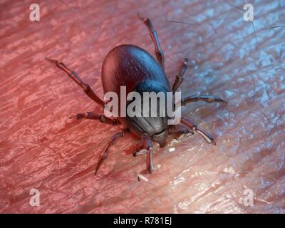 3d rendered illustration of a tick on human skin. Stock Photo