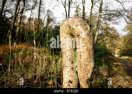 Twisted tree branch in The Peak District, England. Stock Photo