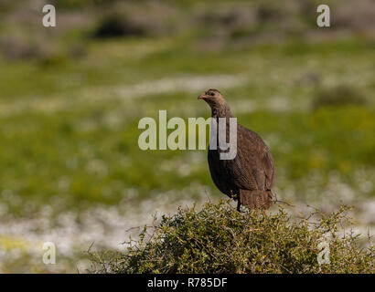 Male  Cape francolin, Pternistis capensis, in the Postberg Reserve, West Coast National Park, South Africa. Stock Photo