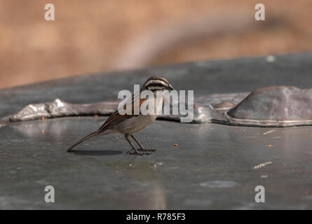 Cape bunting, Emberiza capensis, perched on a model, Cape Town, South Africa. Stock Photo