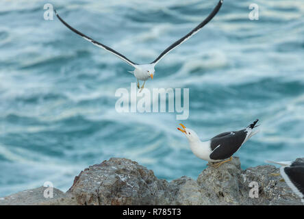 Kelp Gull, Larus dominicanus, pair on coastal rocks, Western Cap, Soutrh Africa. Stock Photo