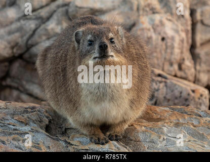 Rock Hyrax, Procavia capensis, on coastal rocks at Hermanus, Western Cape, South Africa. Stock Photo