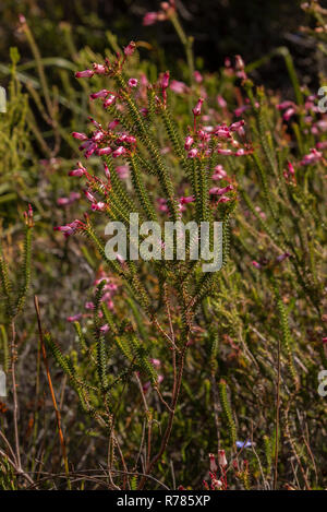 Bottle heath, Erica retorta, in flower, in fynbos, Fernkloof reserve, South Africa. Stock Photo