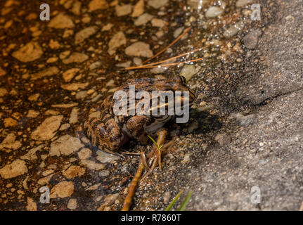 Cape River Frog, Amietia fuscigula on edge of pond in spring, Western Cape, South Africa. Stock Photo