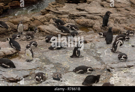 African Penguins, Spheniscus demersus, at the Betty's bay colony, Cape, South Africa.