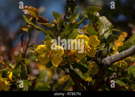 Carnival Bush, Ochna serrulata, in flower; in South African garden; from Australia. Stock Photo