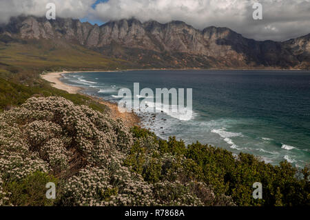 Fynbos in Kogel Bay, and the Kogelberg Biosphere Reserve, Kogelberg Mountain Range, east of Cape Town, South Africa Stock Photo