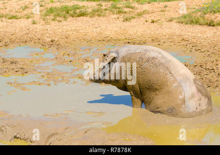 Iberian pigs herd (pata negra) sitting in the mud, Extremadura, Spain Stock Photo