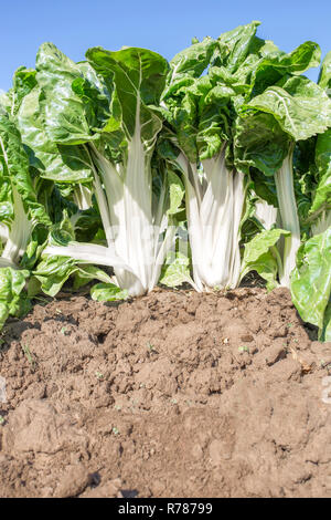 Magnificent chard plants at organic farm Stock Photo