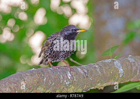 Starling bird sitting on a tree branch Stock Photo