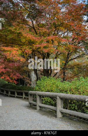 Japanese autumn garden in Tenryuji temple during autumn season in  Kyoto, Japan Stock Photo