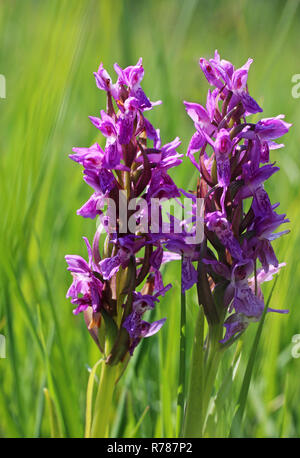 two specimens meat-colored orchid dactylorhiza incarnata Stock Photo