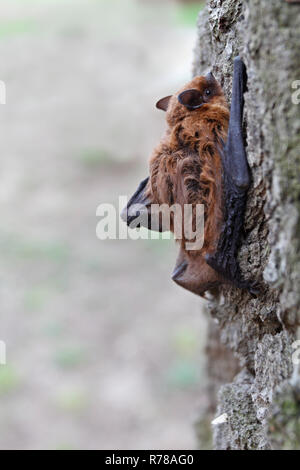 Pipistrelle (Pipistrellus pipistrellus) climbing on an oak tree, Middle Elbe Biosphere Reserve, Saxony-Anhalt, Germany Stock Photo