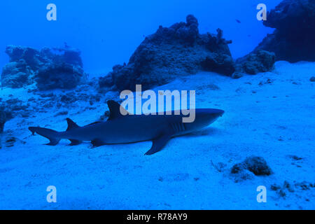 Whitetip reef shark (Triaenodon obesus) underwater in the Great Barrier Reef of Australia Stock Photo