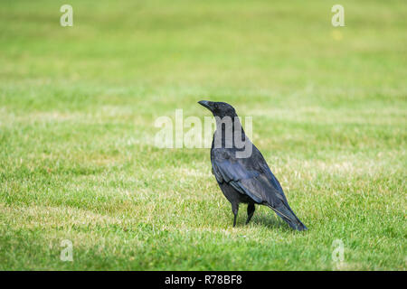 Close-up of a big black common raven (Corvus corax) Bird on a Meadow. Stock Photo