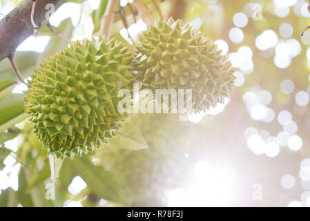 durian tree close up Stock Photo