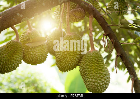 Durian tree in farm. Stock Photo