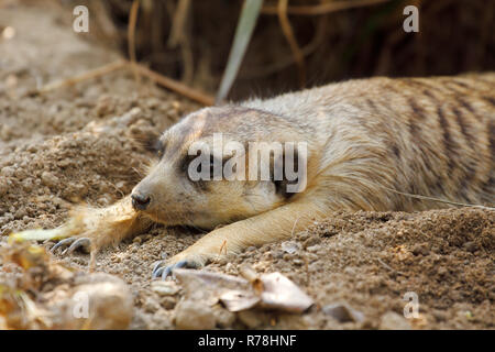 Meerkat (Suricata suricatta) relax in the burrow Stock Photo